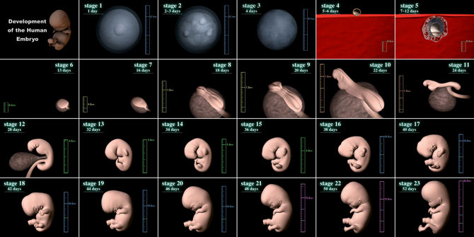 human embryo development timeline